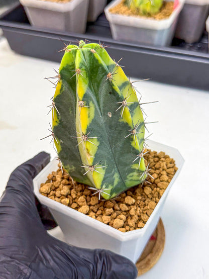 Stenosereus pruinosus Var (rr) | Rare Cactus