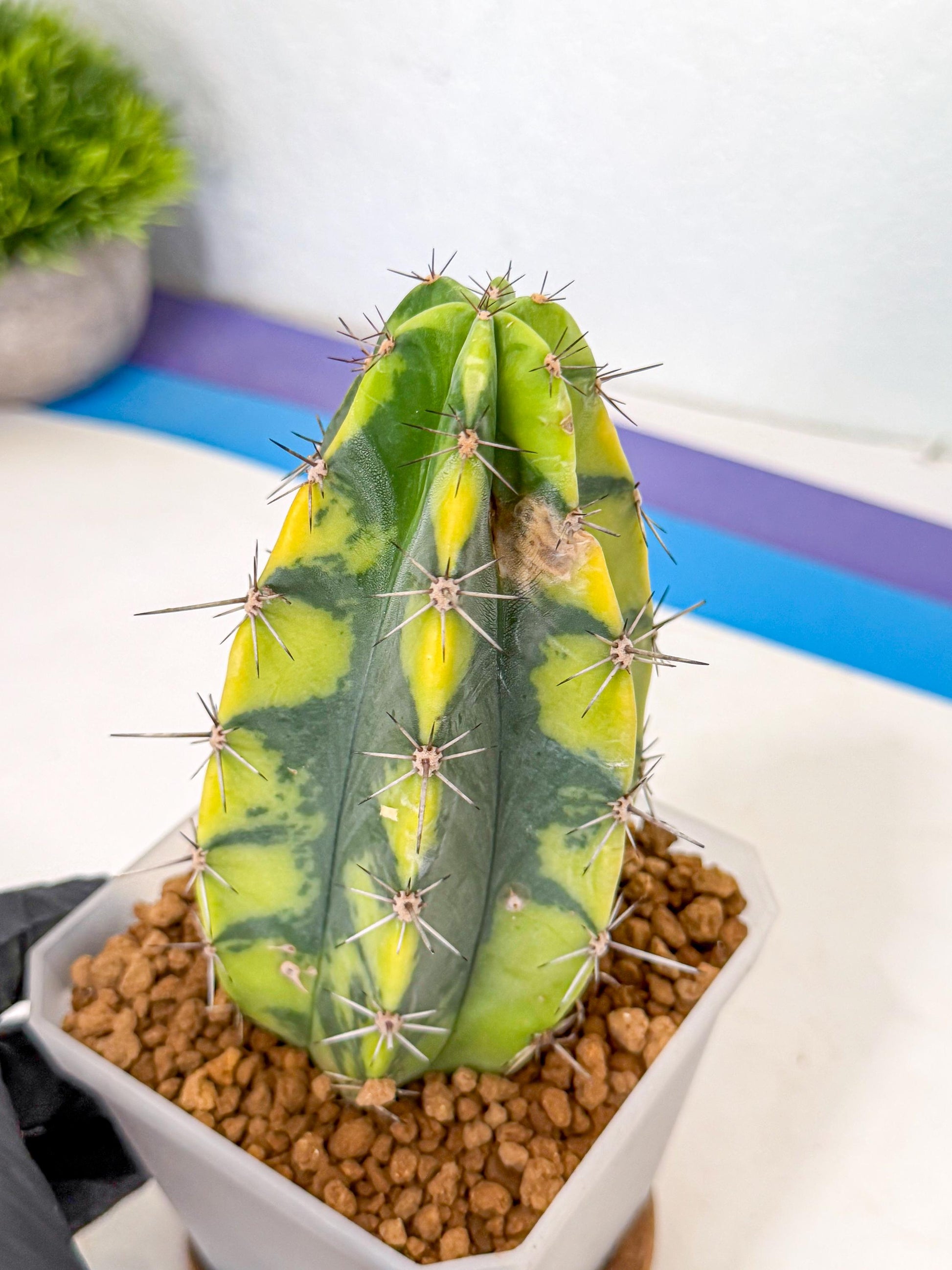 Stenosereus pruinosus Var (rr) | Rare Cactus