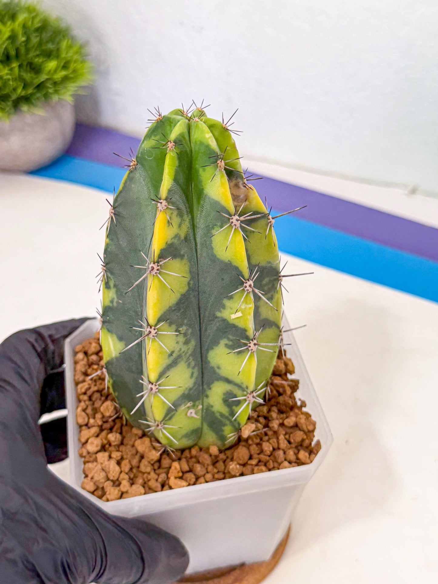 Stenosereus pruinosus Var (rr) | Rare Cactus