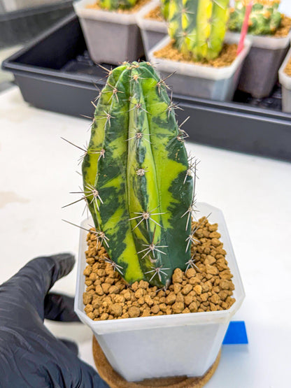 Stenosereus pruinosus Var (bb) | Rare Cactus