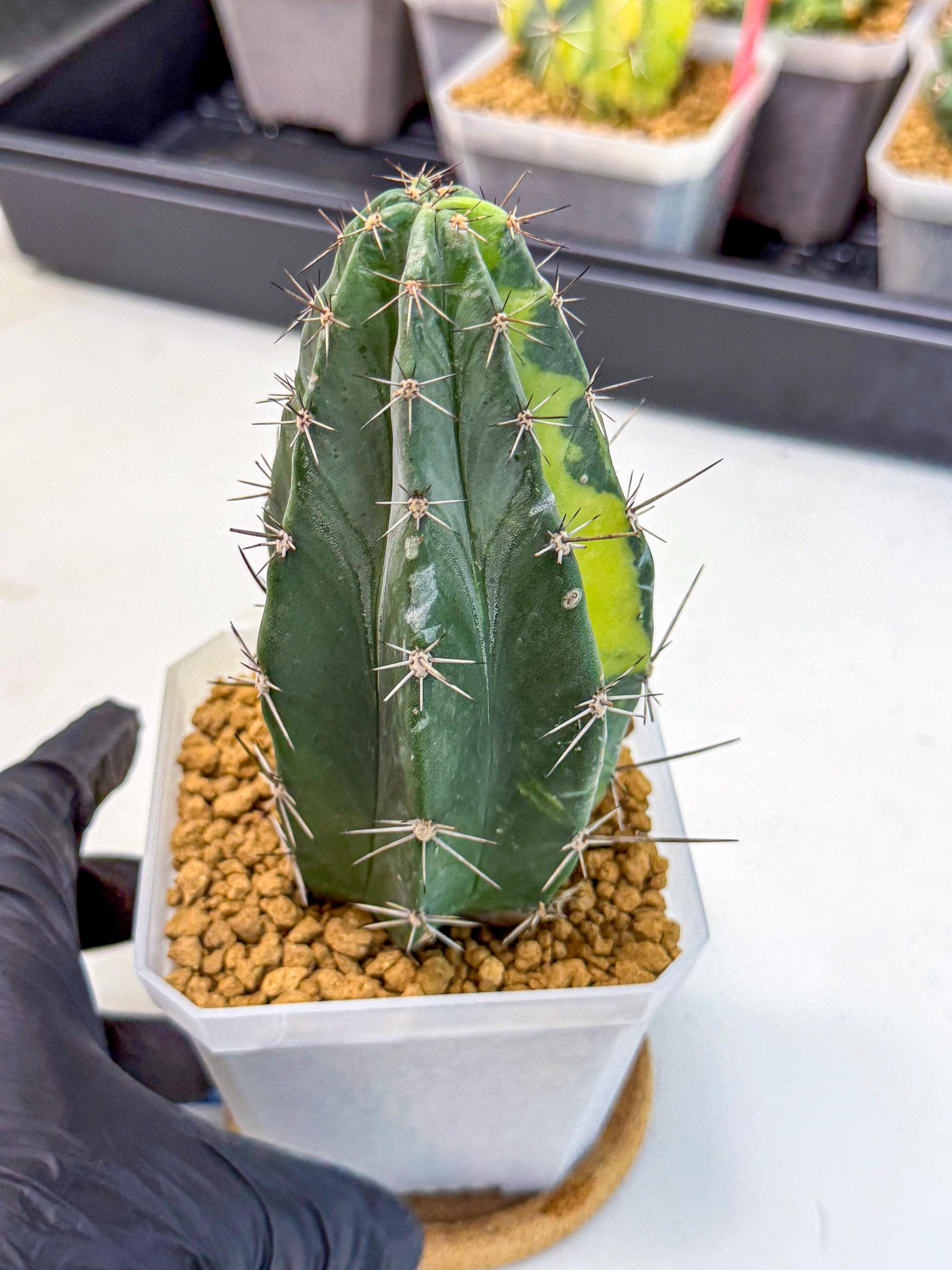 Stenosereus pruinosus Var (bb) | Rare Cactus
