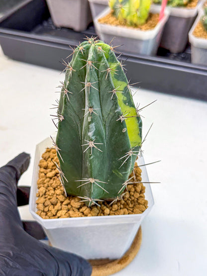 Stenosereus pruinosus Var (bb) | Rare Cactus