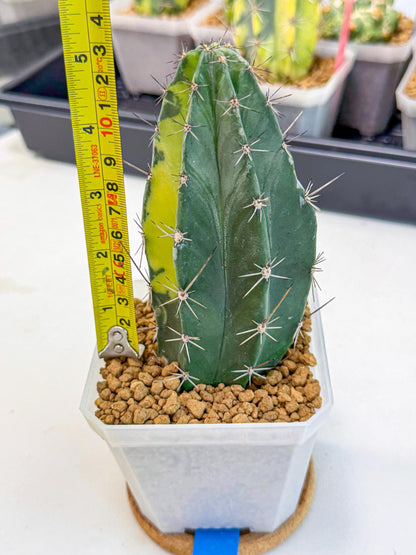 Stenosereus pruinosus Var (bb) | Rare Cactus