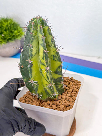Stenosereus pruinosus Var (bb) | Rare Cactus