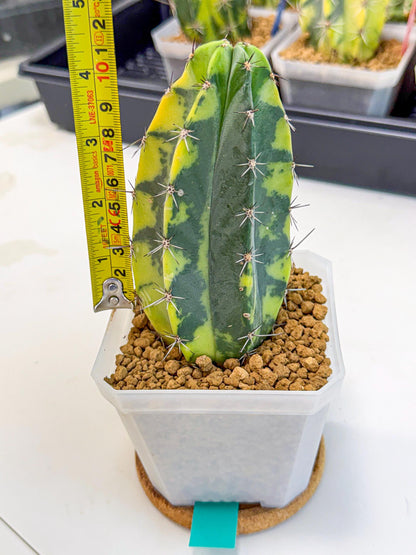 Stenosereus pruinosus Var (gg) | Rare Cactus