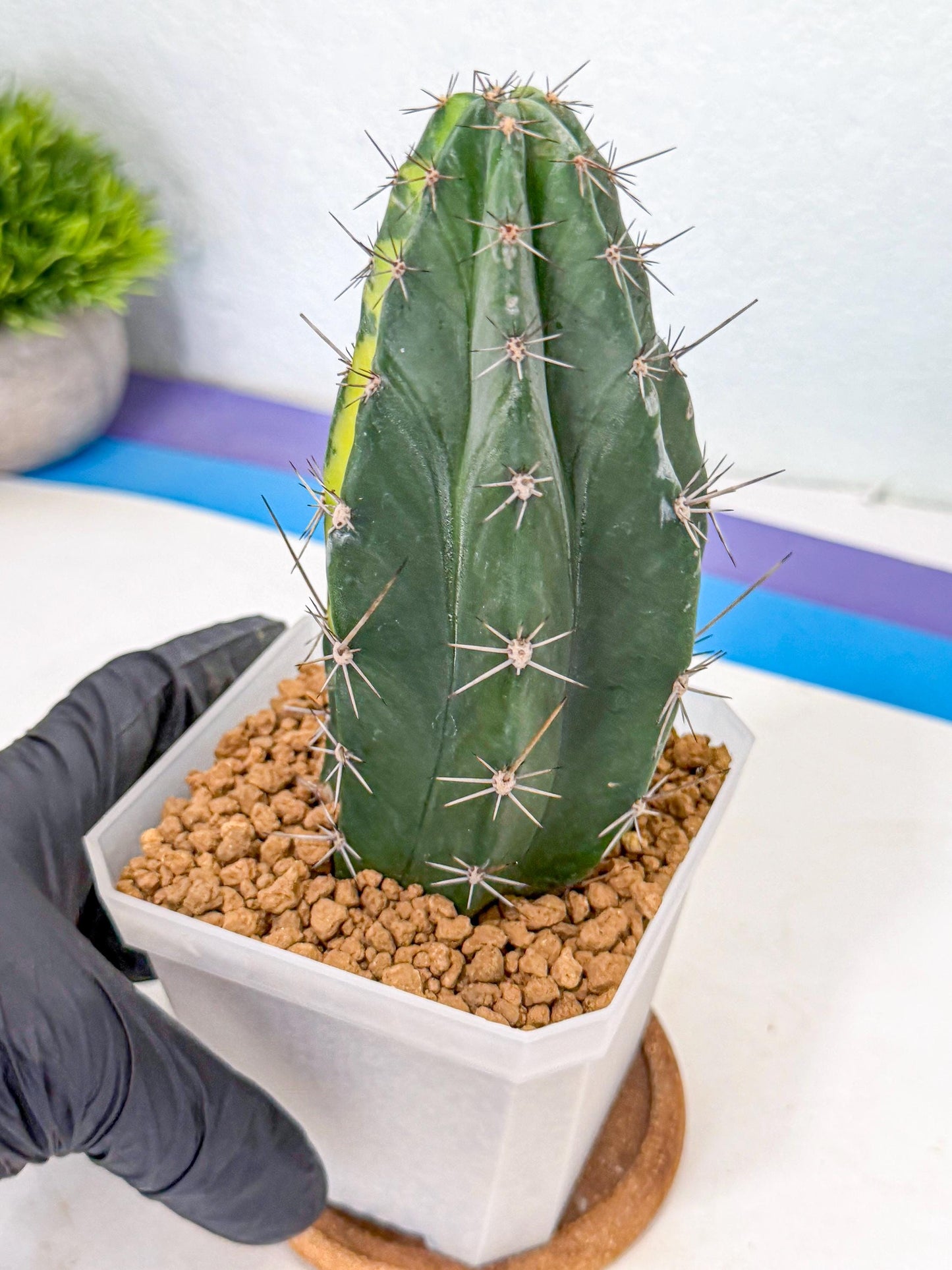 Stenosereus pruinosus Var (bb) | Rare Cactus