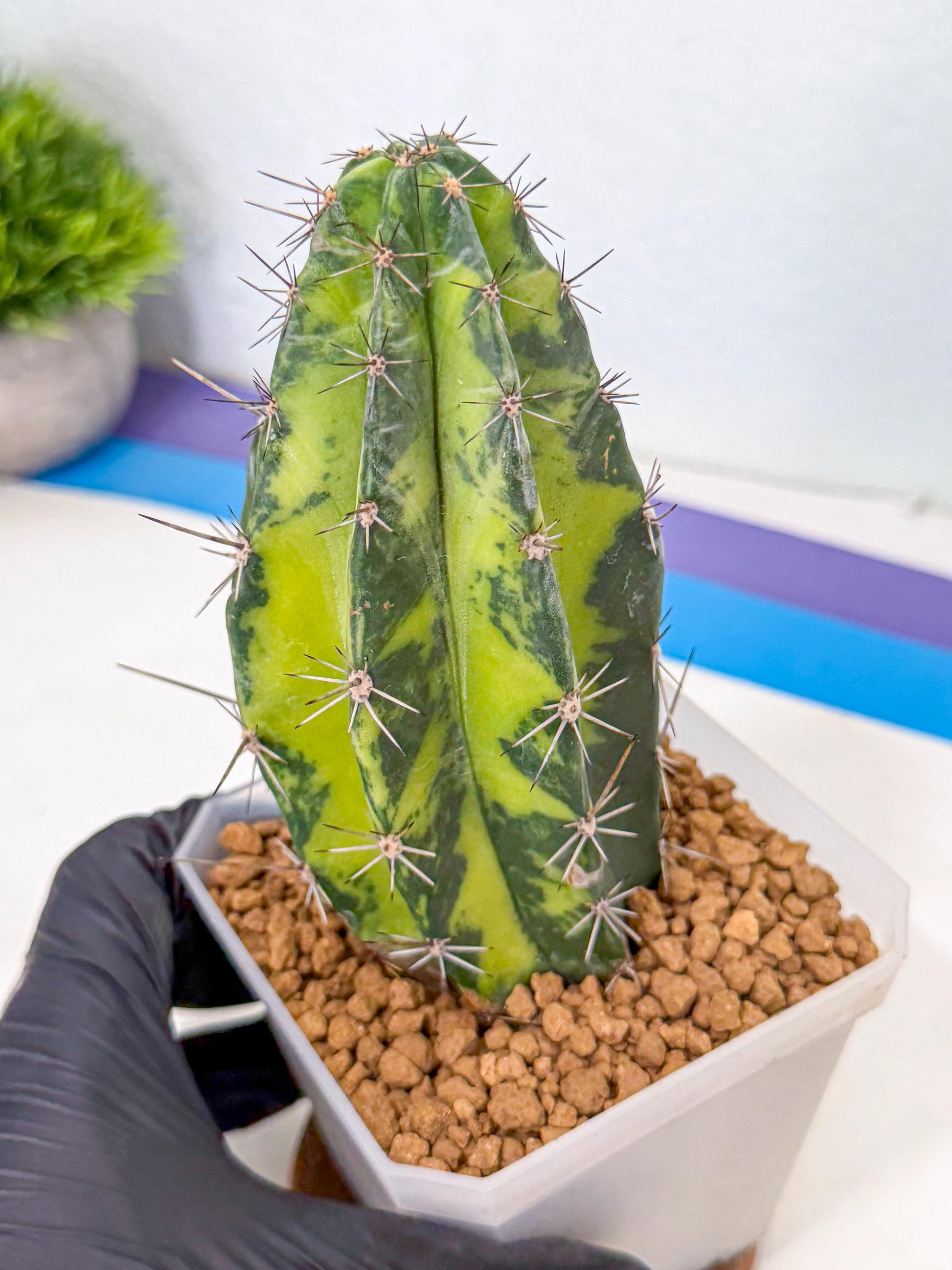 Stenosereus pruinosus Var (bb) | Rare Cactus
