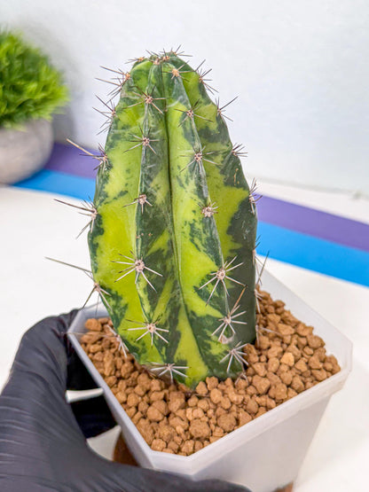 Stenosereus pruinosus Var (bb) | Rare Cactus