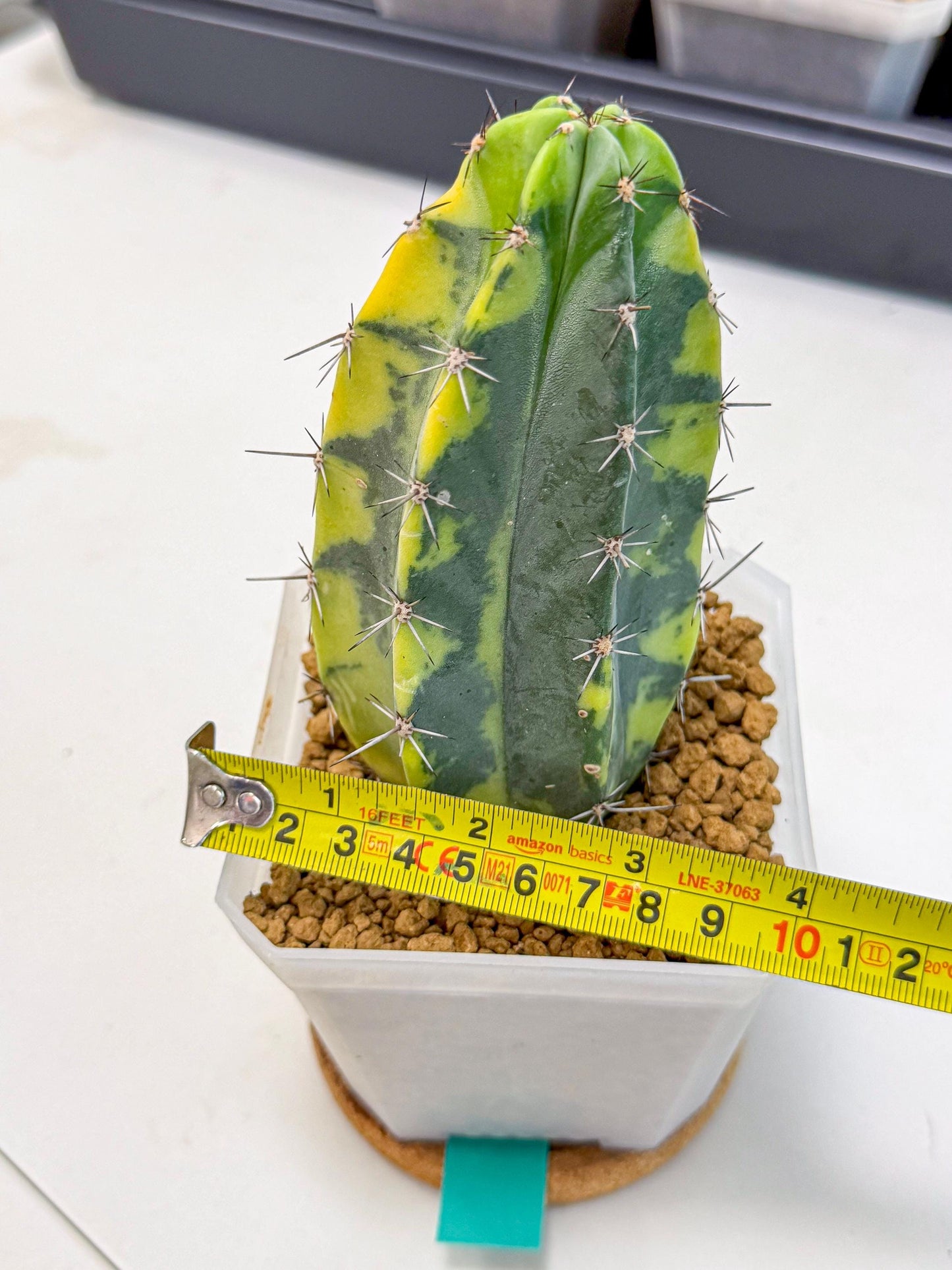 Stenosereus pruinosus Var (gg) | Rare Cactus