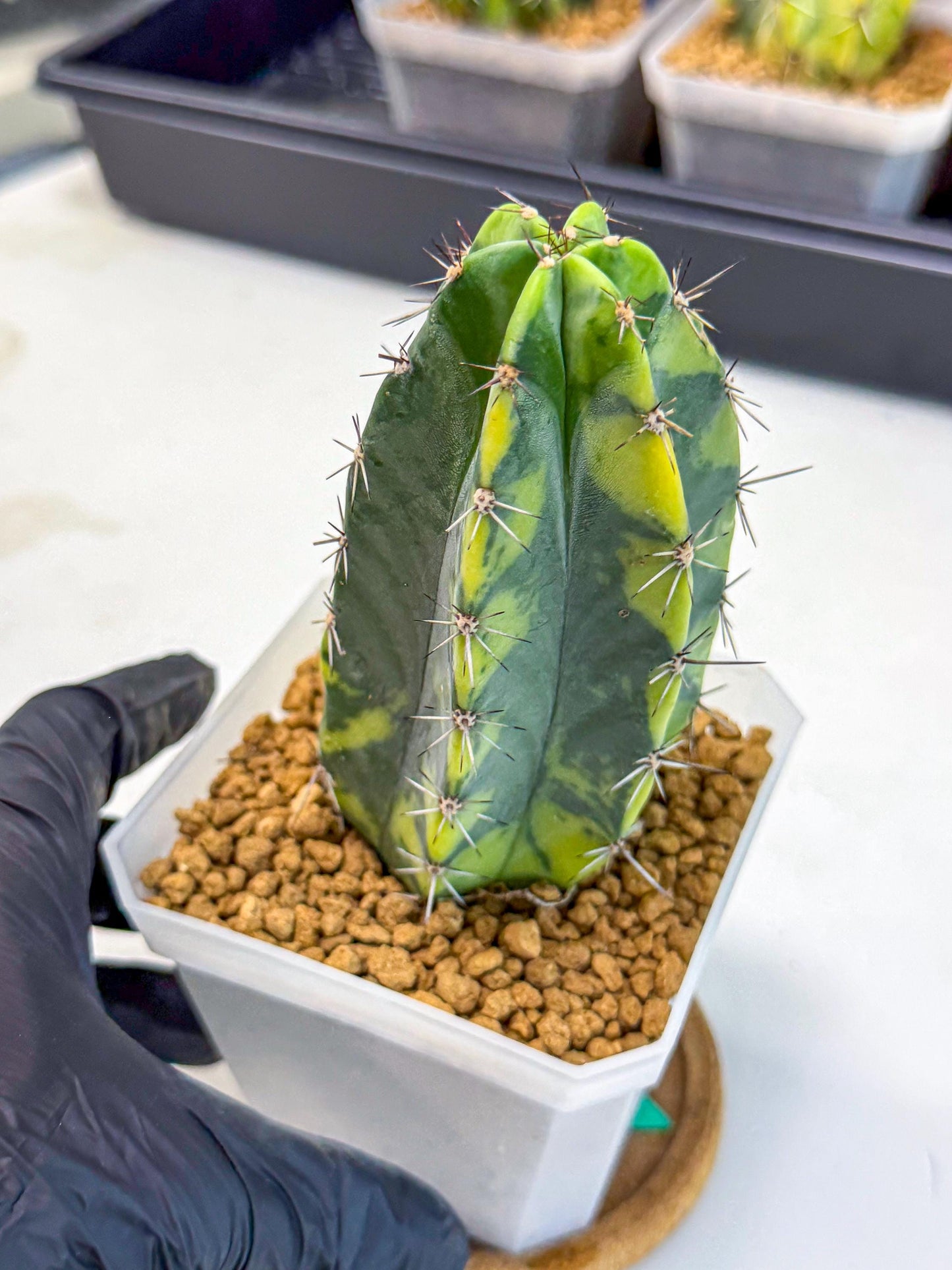 Stenosereus pruinosus Var (gg) | Rare Cactus