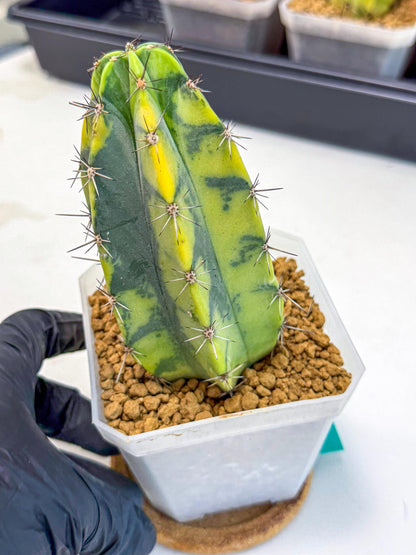 Stenosereus pruinosus Var (gg) | Rare Cactus