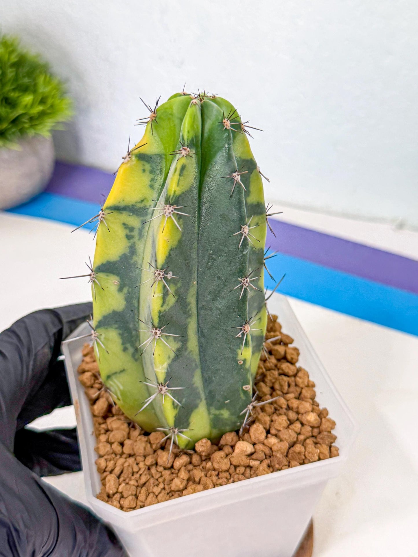 Stenosereus pruinosus Var (gg) | Rare Cactus