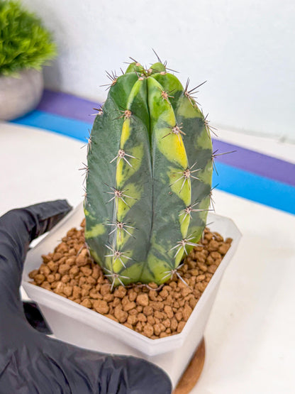 Stenosereus pruinosus Var (gg) | Rare Cactus