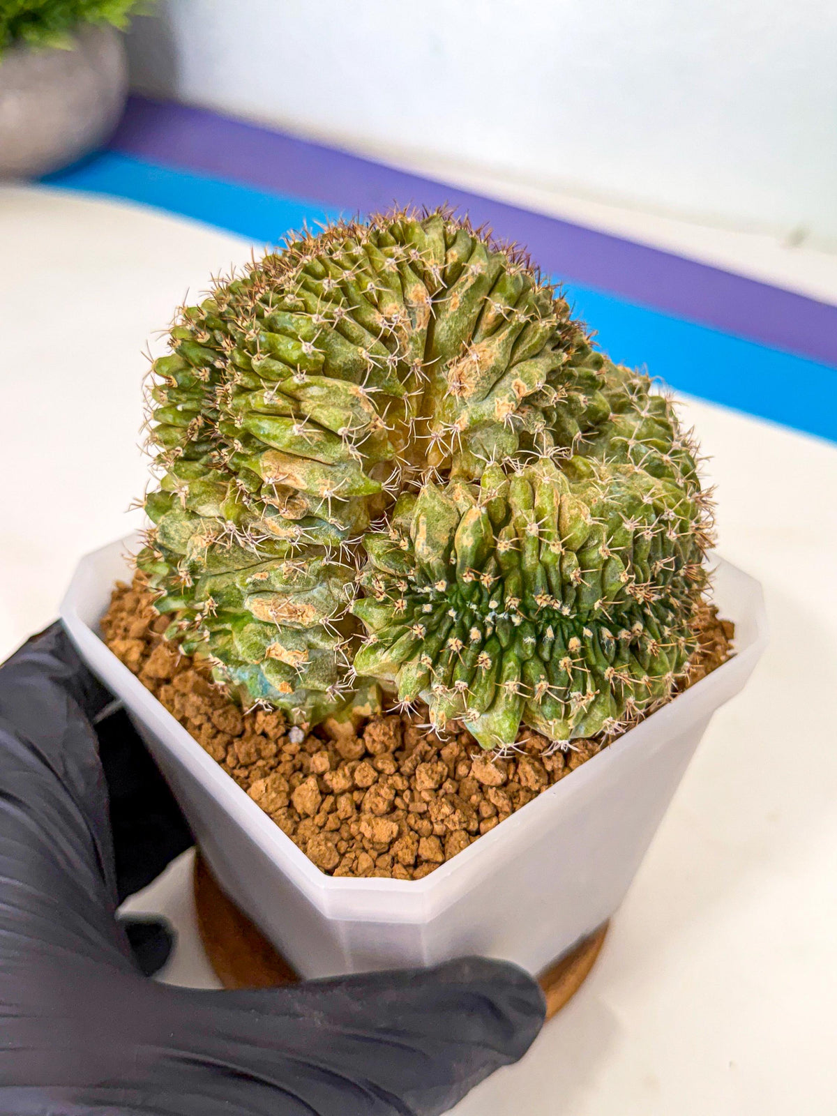 Gymnocalycium Crested (yy) | Rare Plants