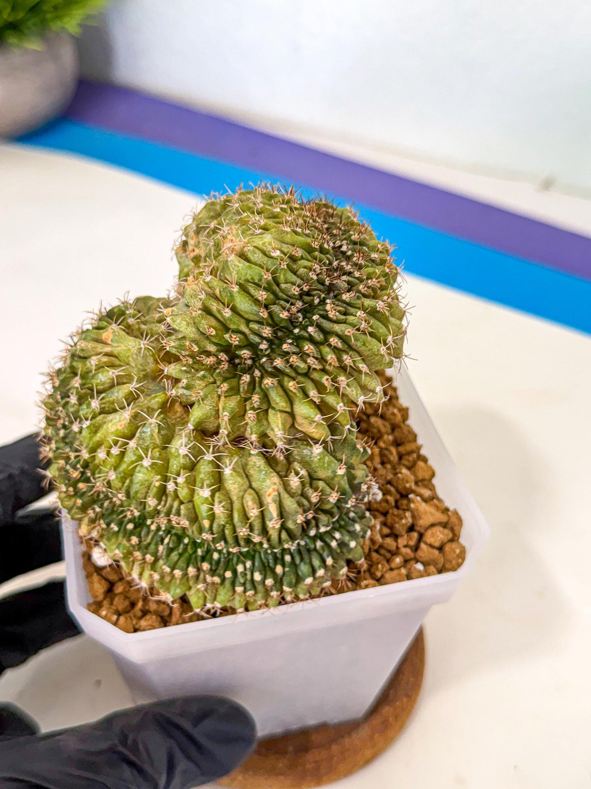 Gymnocalycium Crested (yy) | Rare Plants