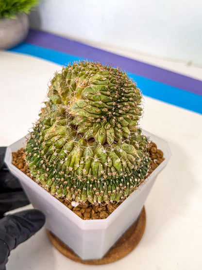Gymnocalycium Crested (yy) | Rare Plants