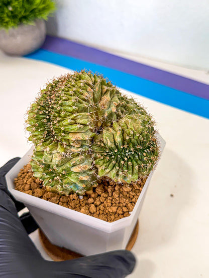 Gymnocalycium Crested (yy) | Rare Plants