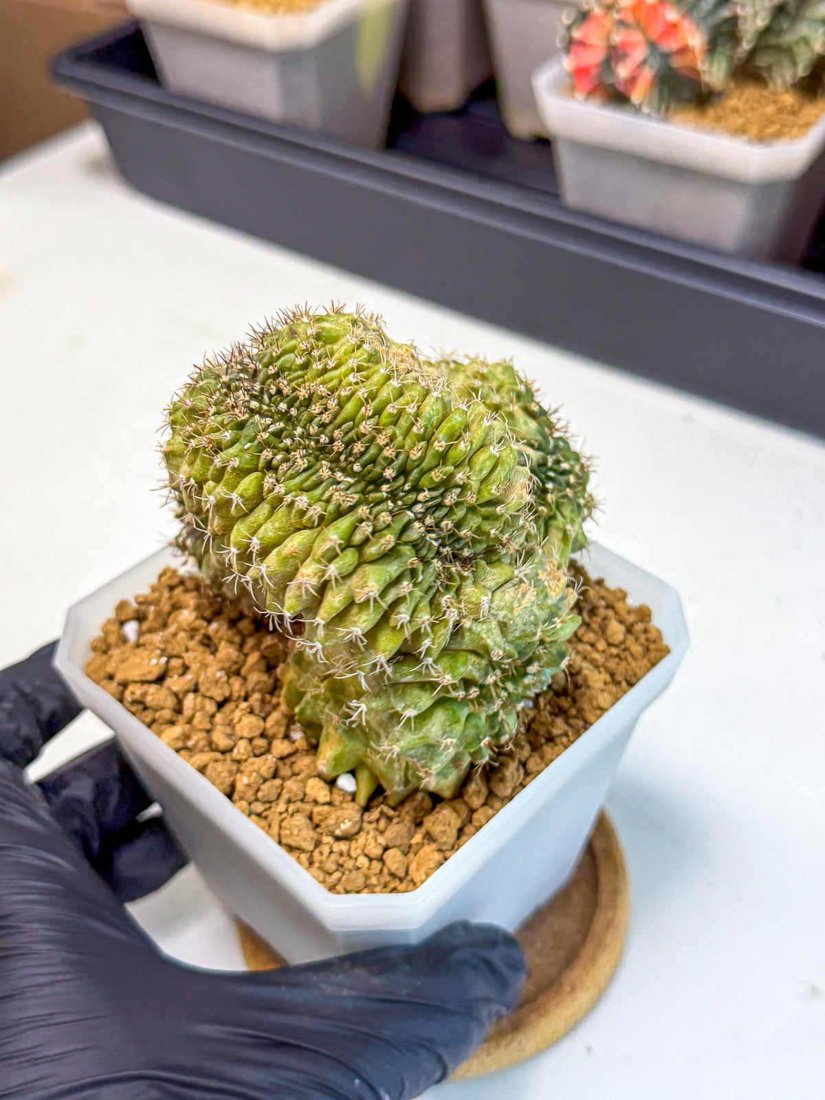 Gymnocalycium Crested (yy) | Rare Plants