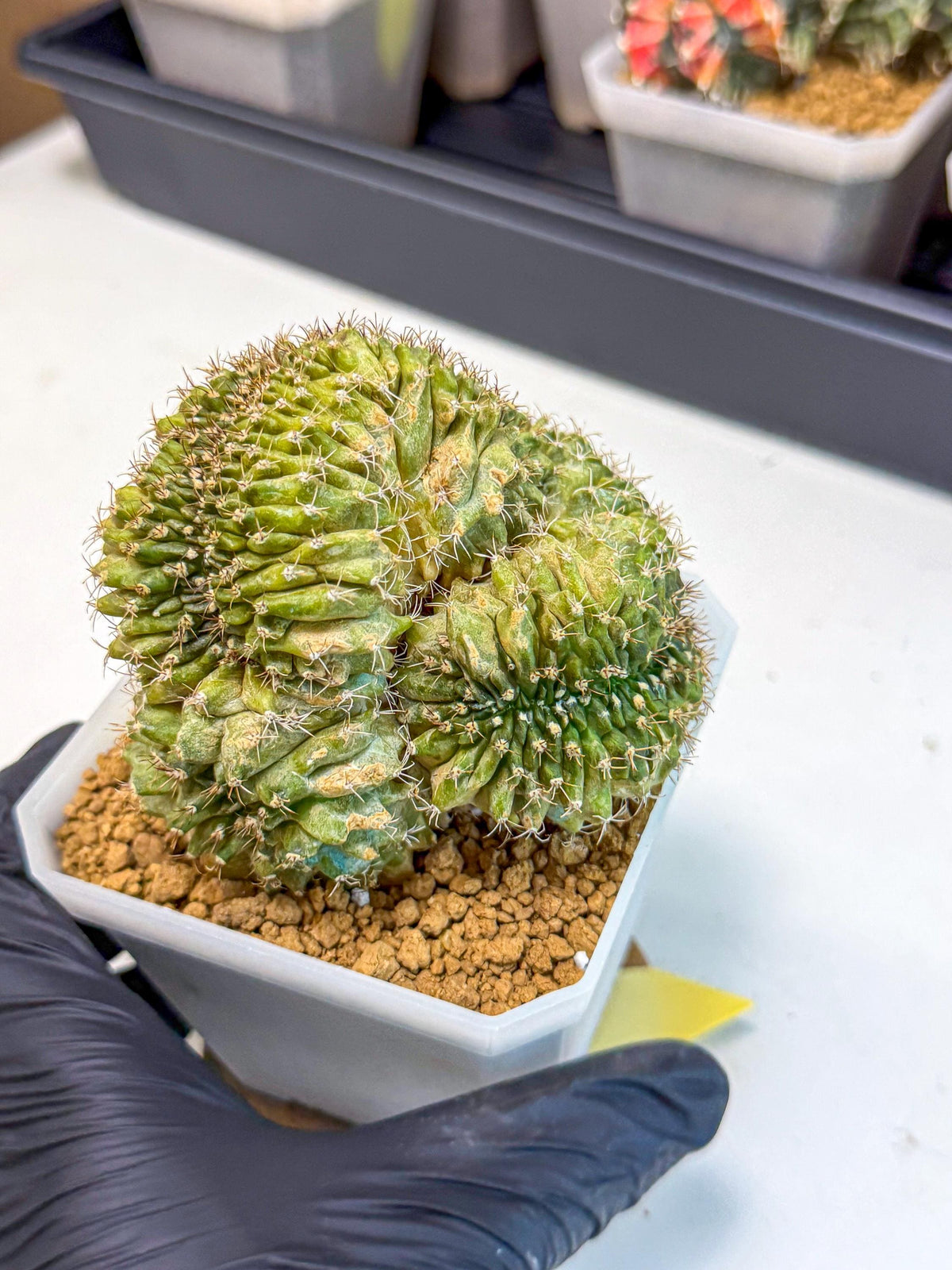 Gymnocalycium Crested (yy) | Rare Plants
