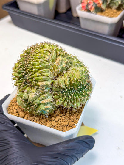 Gymnocalycium Crested (yy) | Rare Plants