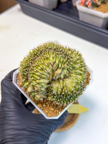 Gymnocalycium Crested (yy) | Rare Plants