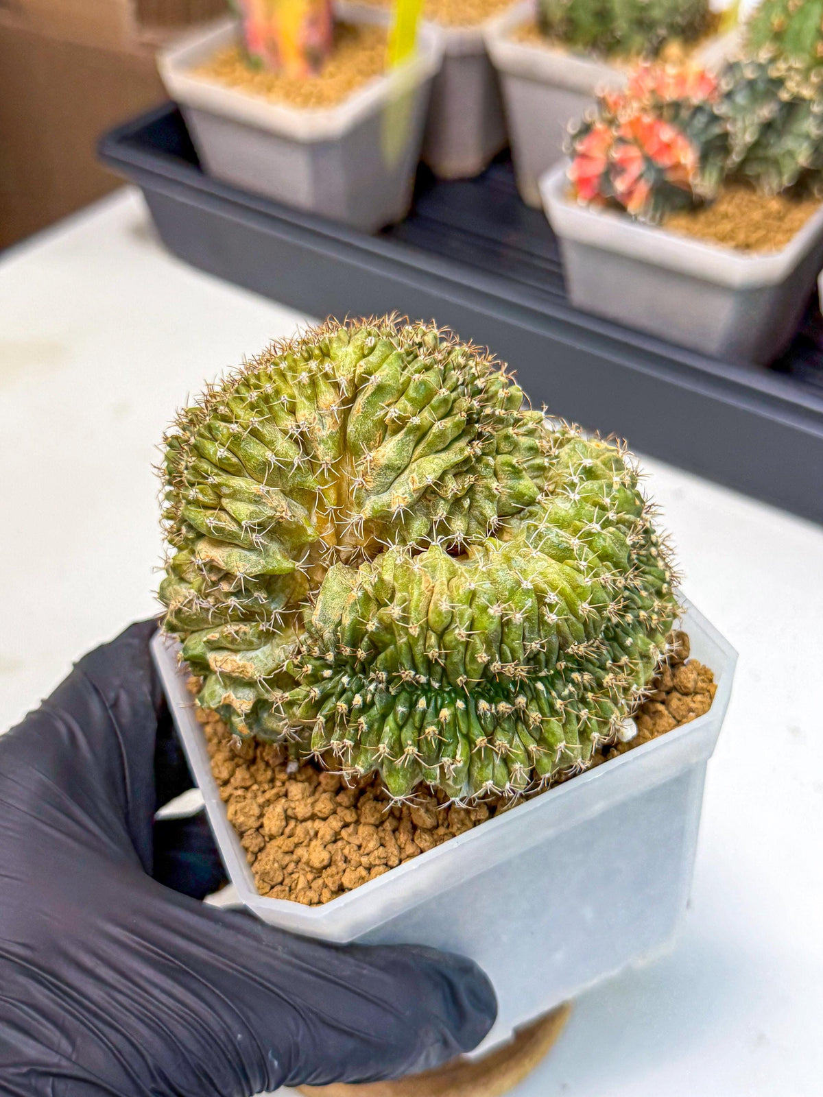 Gymnocalycium Crested (yy) | Rare Plants