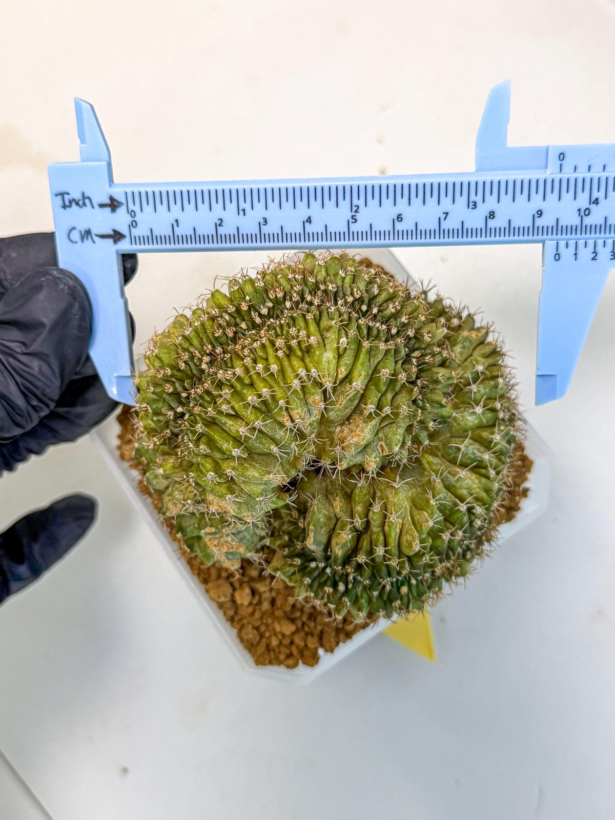 Gymnocalycium Crested (yy) | Rare Plants