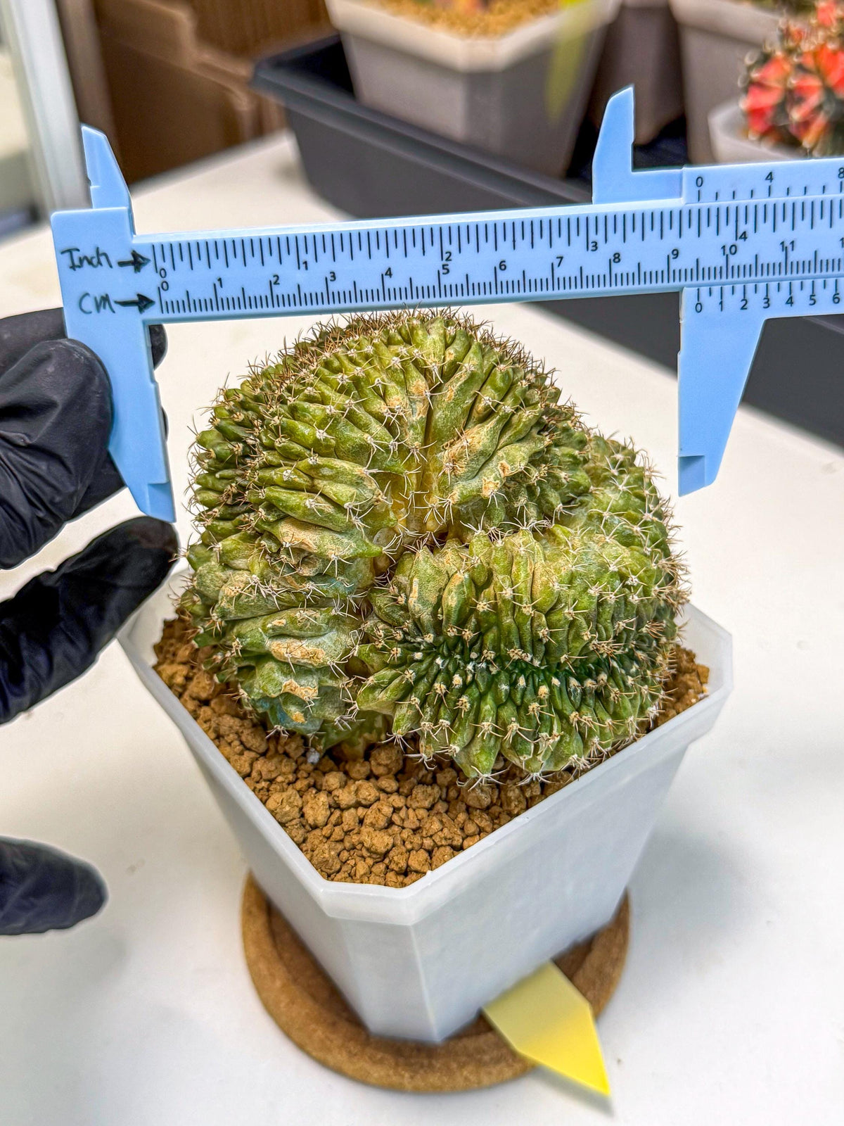 Gymnocalycium Crested (yy) | Rare Plants