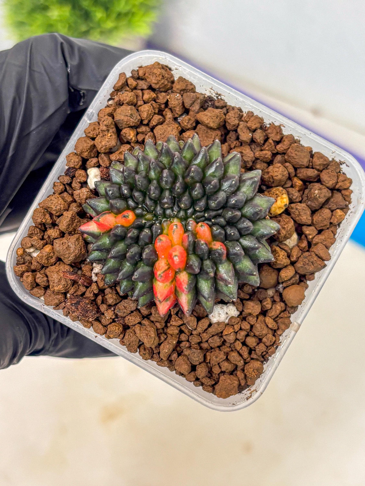 Gymnocalycium Inermis Cristata (gy9) (1) | Variegated Cactus
