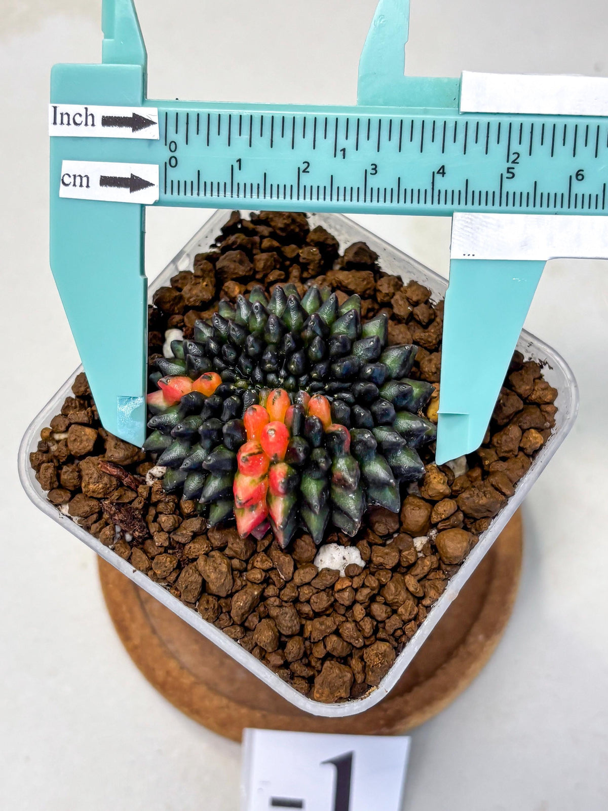 Gymnocalycium Inermis Cristata (gy9) (1) | Variegated Cactus