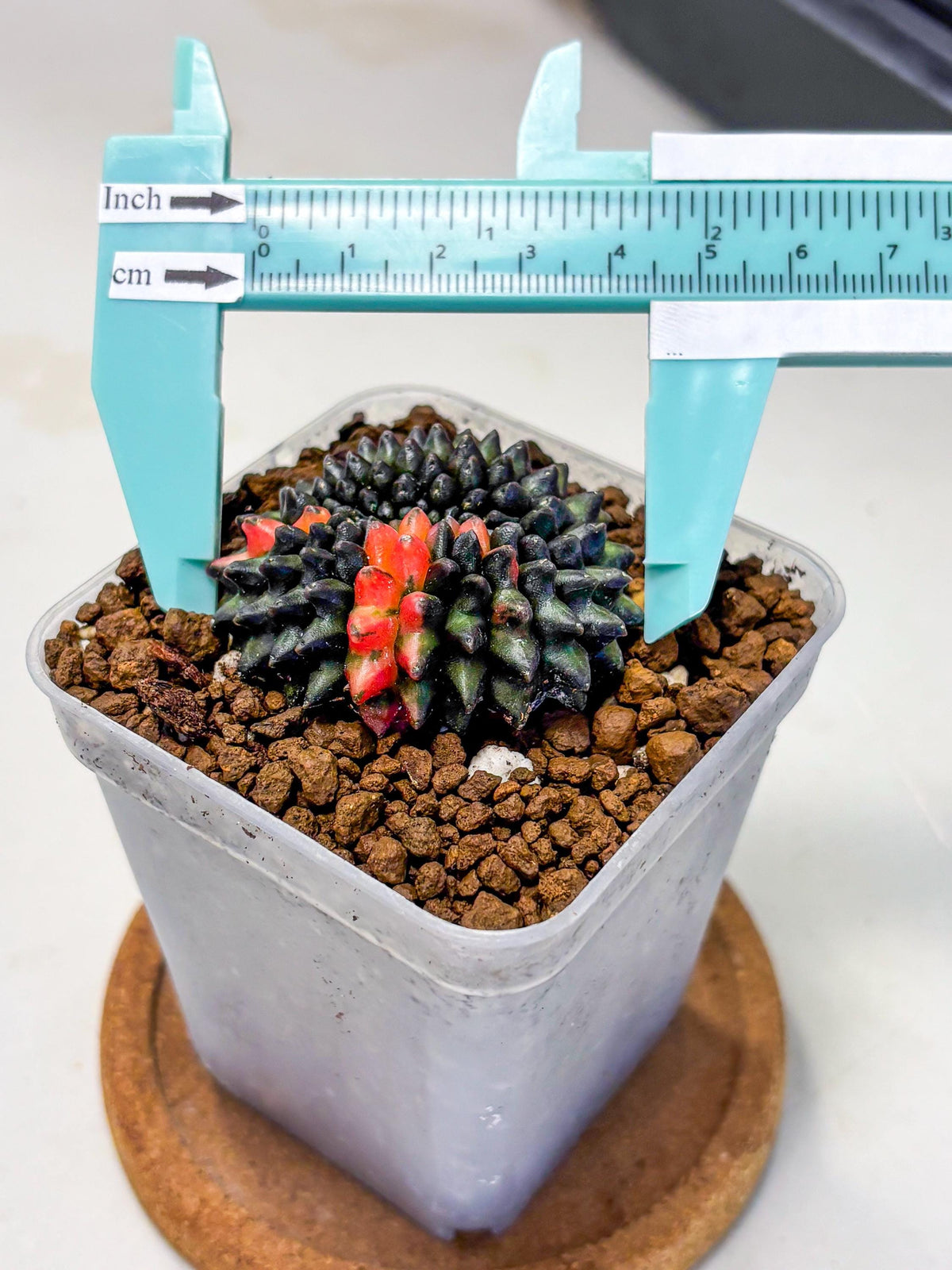 Gymnocalycium Inermis Cristata (gy9) (1) | Variegated Cactus