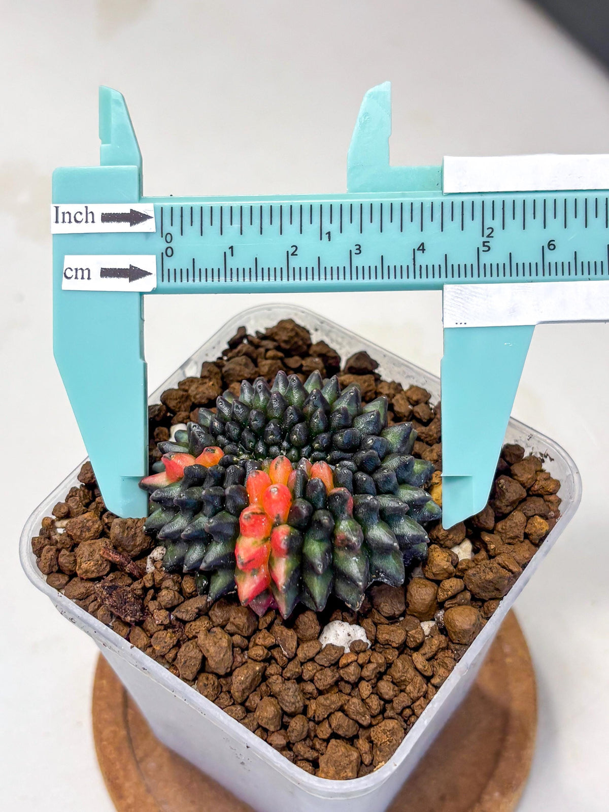Gymnocalycium Inermis Cristata (gy9) (1) | Variegated Cactus
