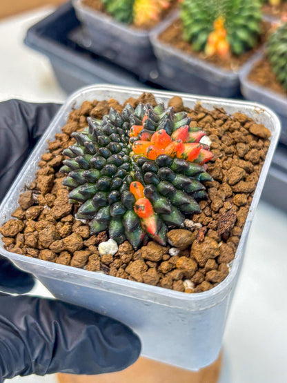 Gymnocalycium Inermis Cristata (gy9) (1) | Variegated Cactus