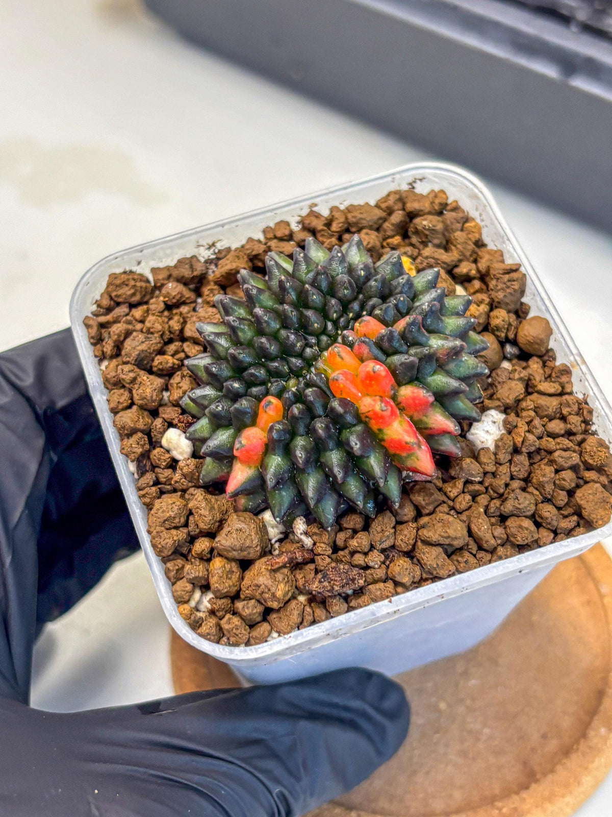 Gymnocalycium Inermis Cristata (gy9) (1) | Variegated Cactus