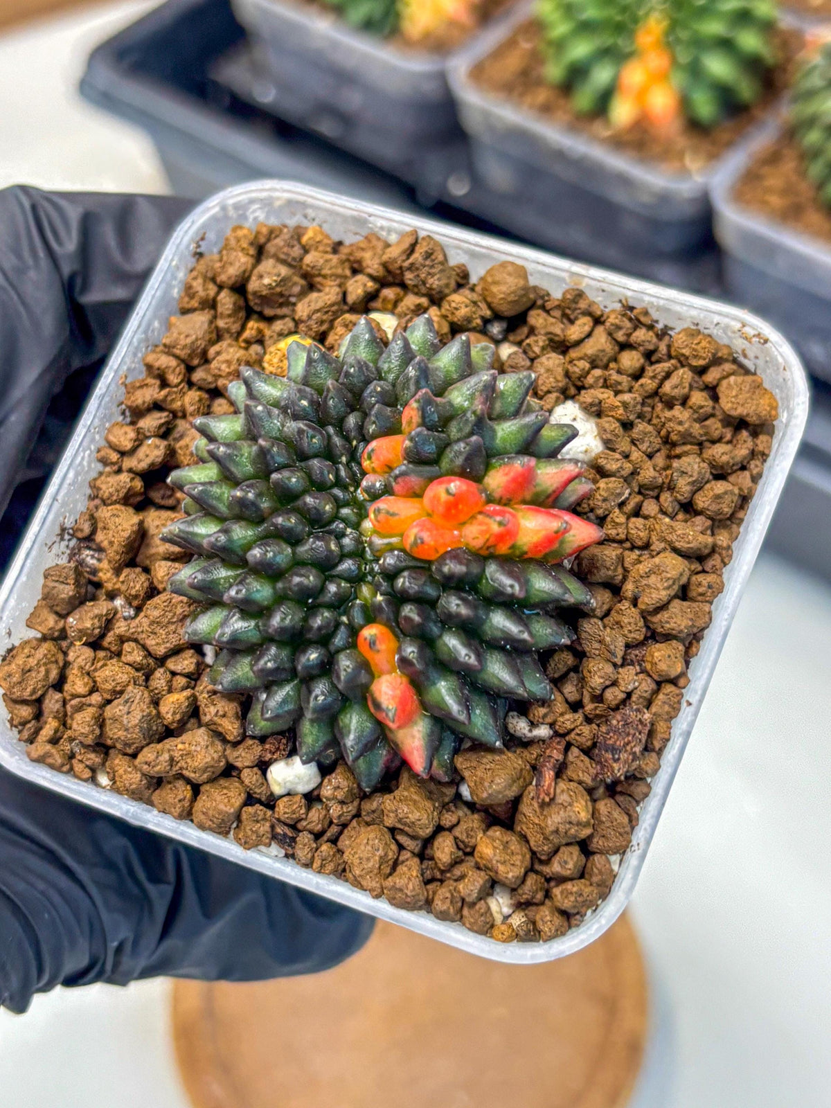 Gymnocalycium Inermis Cristata (gy9) (1) | Variegated Cactus