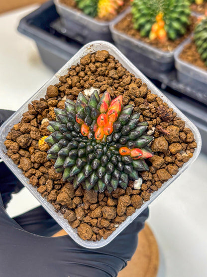 Gymnocalycium Inermis Cristata (gy9) (1) | Variegated Cactus
