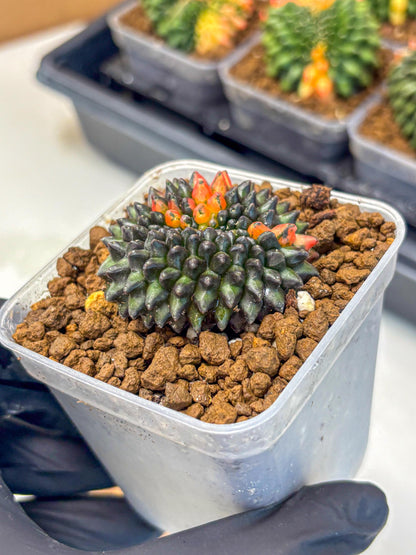 Gymnocalycium Inermis Cristata (gy9) (1) | Variegated Cactus