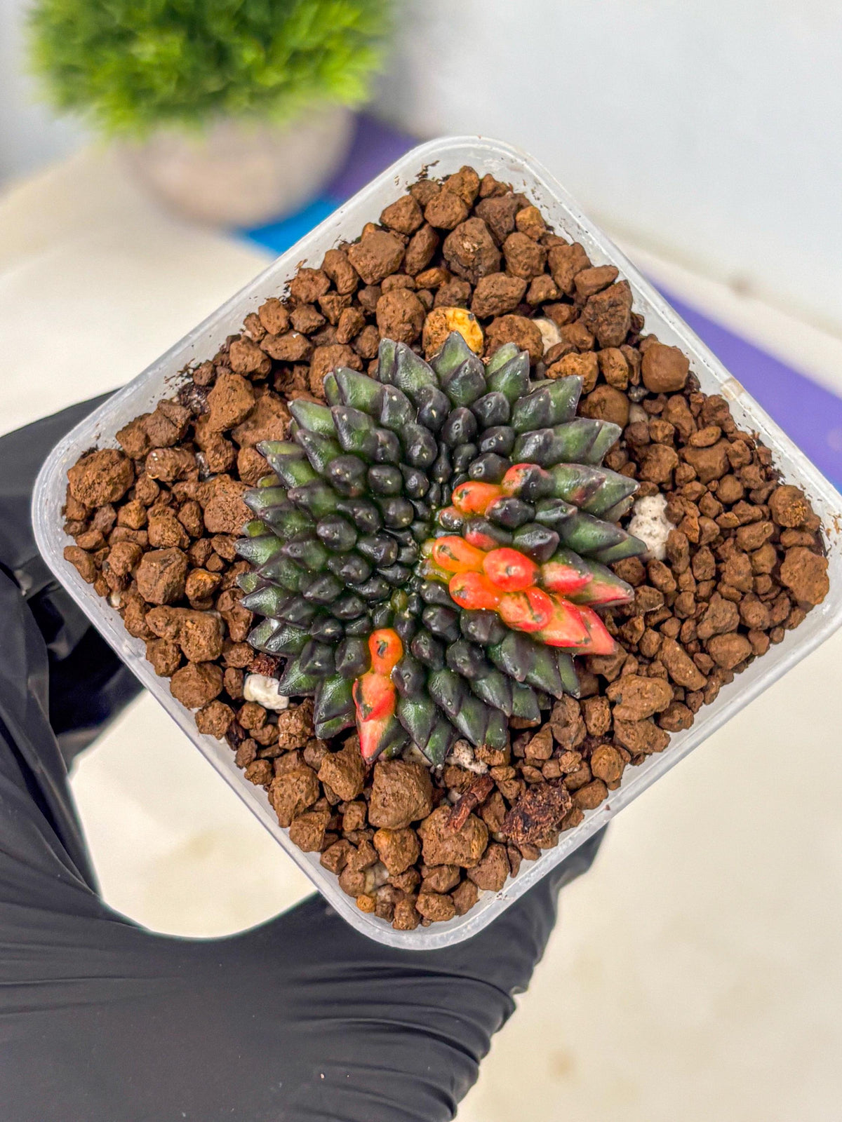 Gymnocalycium Inermis Cristata (gy9) (1) | Variegated Cactus
