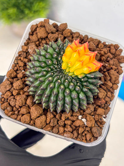 Gymnocalycium Inermis Cristata (gy9) (2) | Variegated Cactus