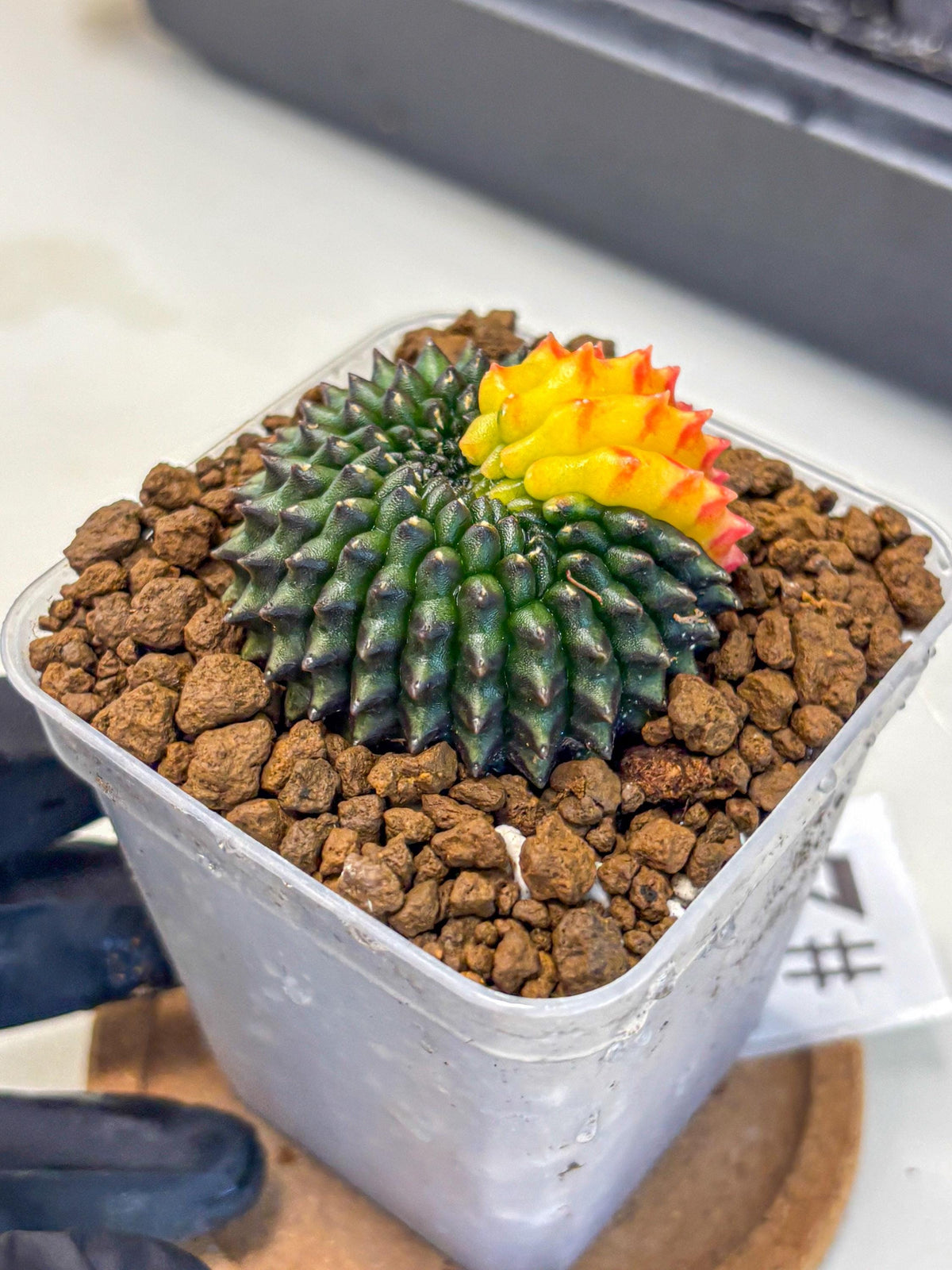 Gymnocalycium Inermis Cristata (gy9) (2) | Variegated Cactus