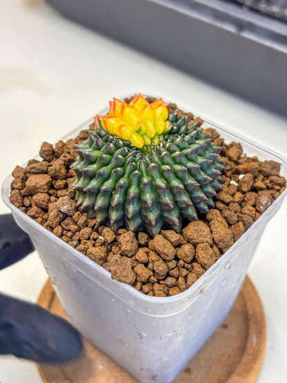 Gymnocalycium Inermis Cristata (gy9) (2) | Variegated Cactus