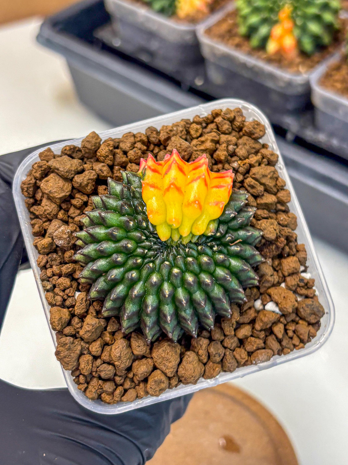 Gymnocalycium Inermis Cristata (gy9) (2) | Variegated Cactus