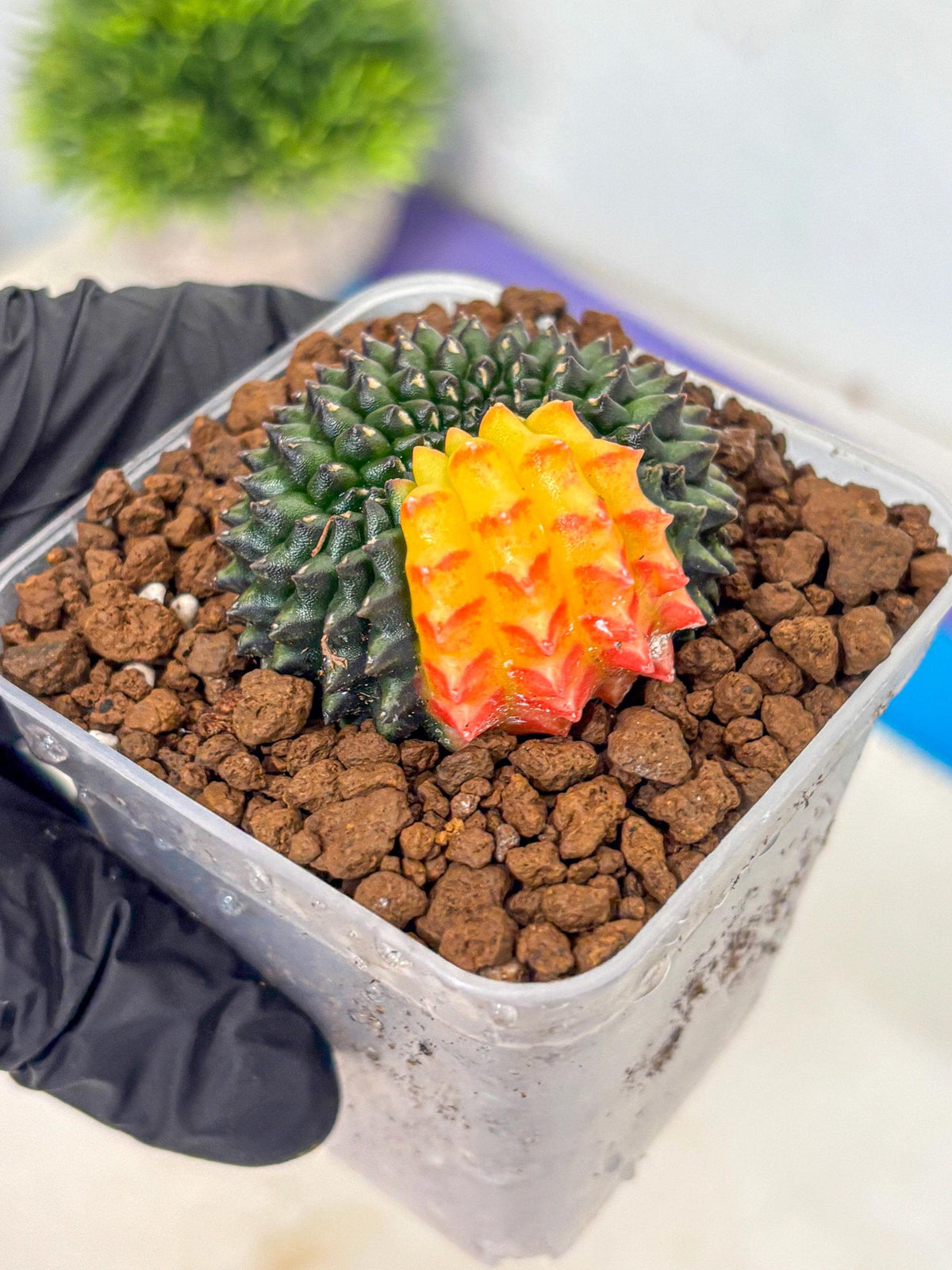 Gymnocalycium Inermis Cristata (gy9) (2) | Variegated Cactus