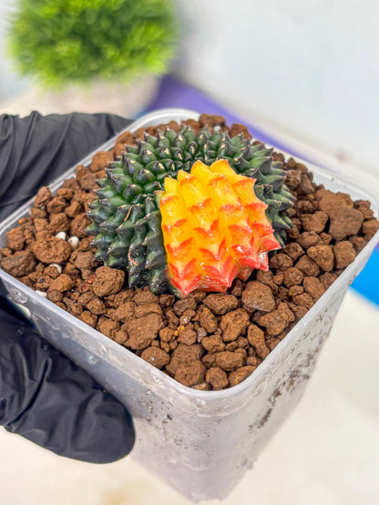 Gymnocalycium Inermis Cristata (gy9) (2) | Variegated Cactus