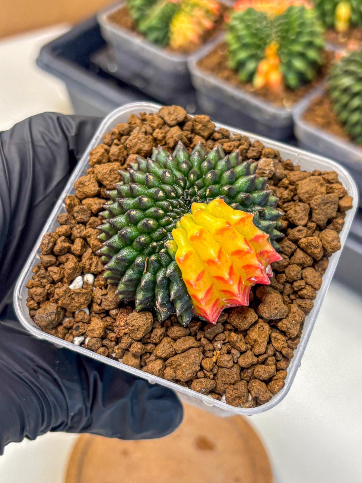 Gymnocalycium Inermis Cristata (gy9) (2) | Variegated Cactus
