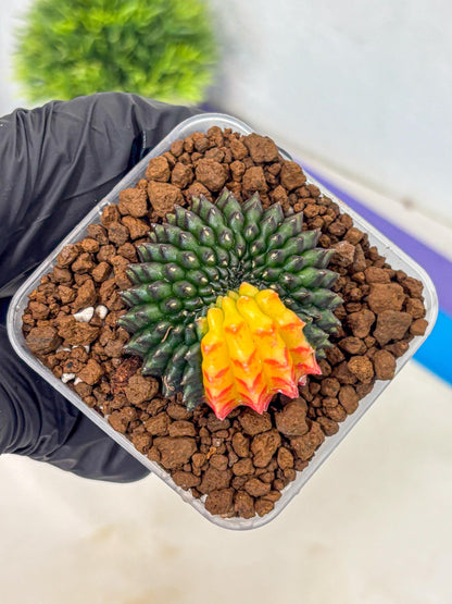 Gymnocalycium Inermis Cristata (gy9) (2) | Variegated Cactus