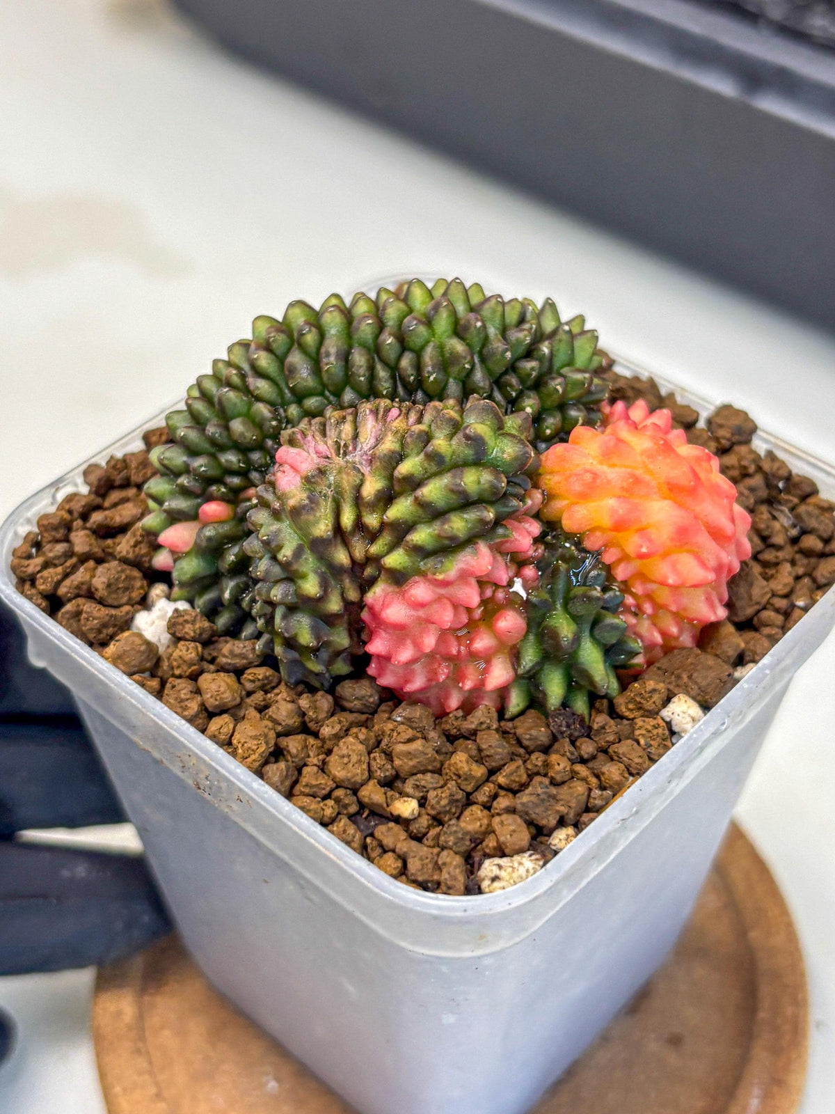 Gymnocalycium Inermis Cristata (gy9) (3) | Variegated Cactus
