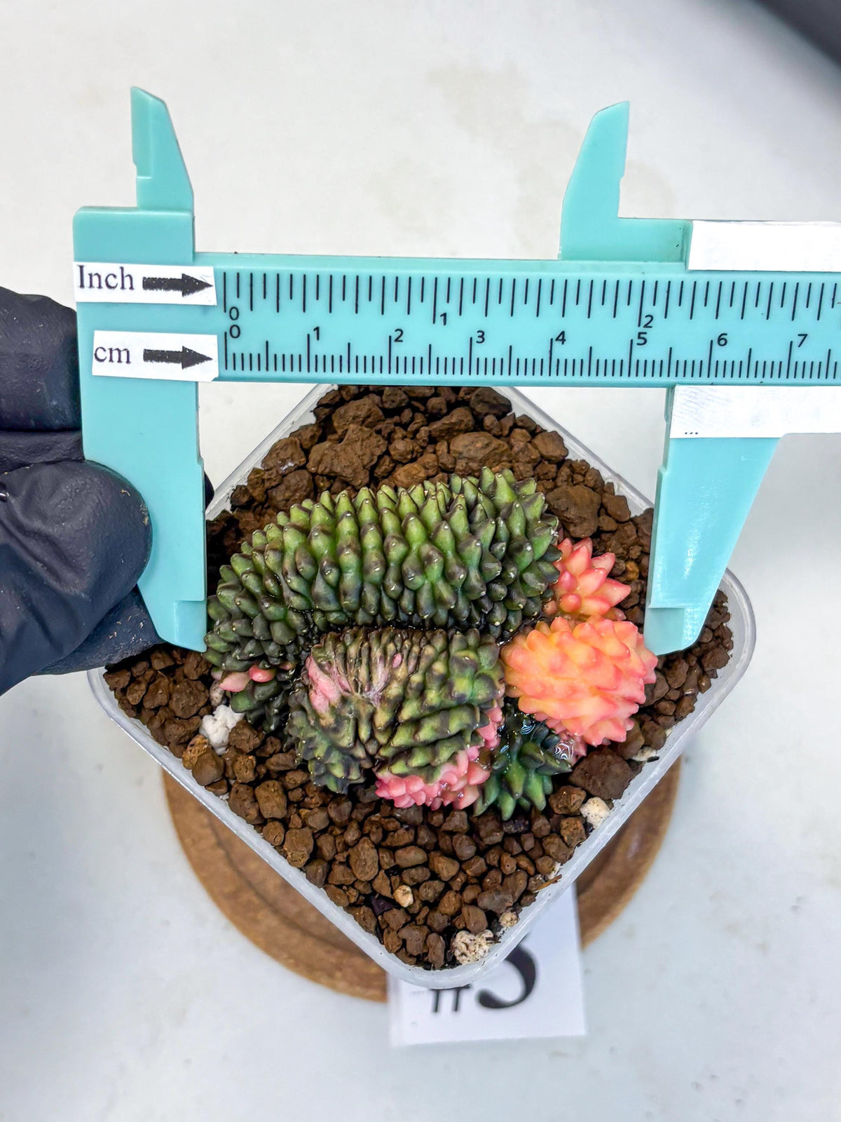 Gymnocalycium Inermis Cristata (gy9) (3) | Variegated Cactus