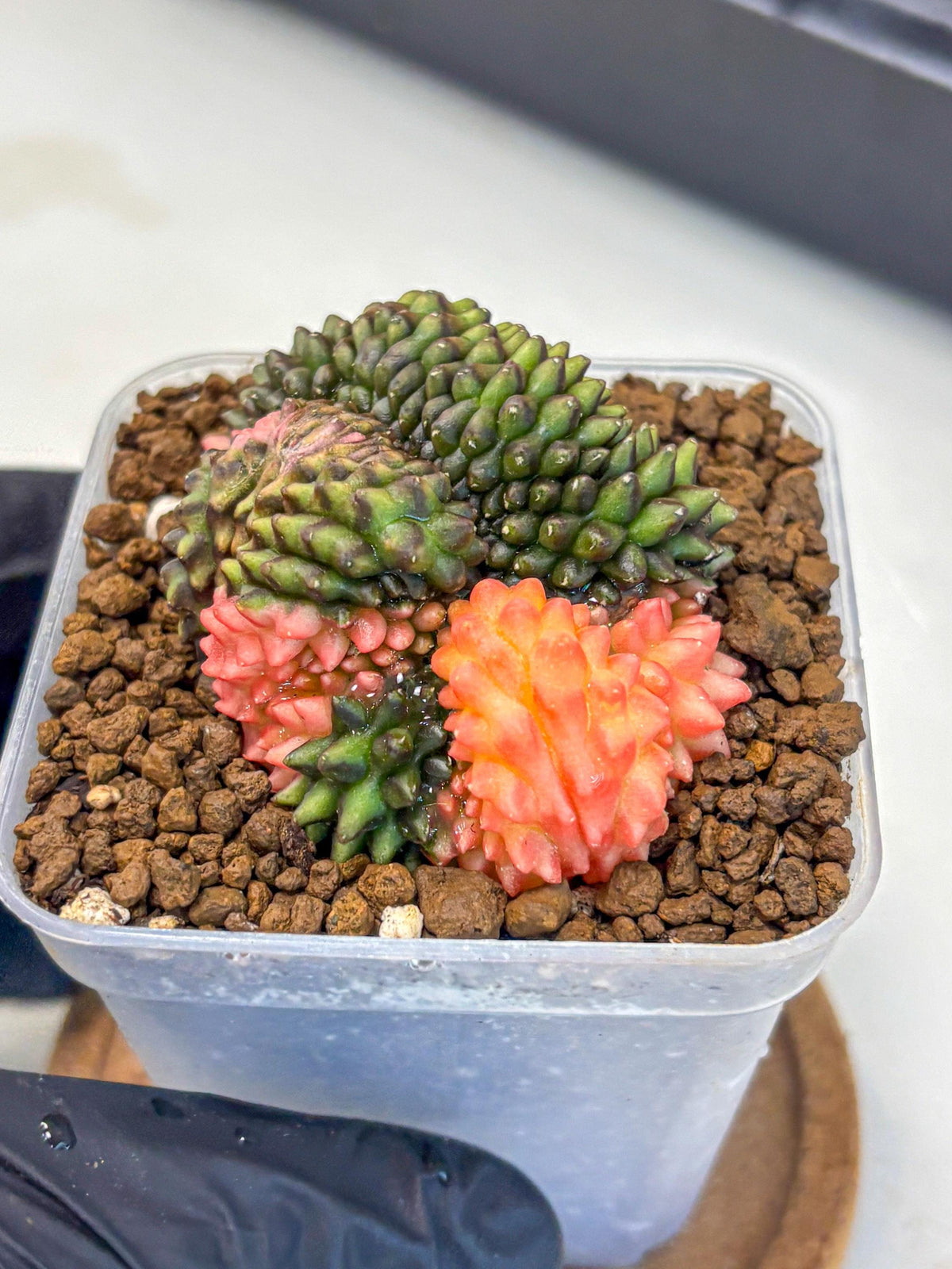 Gymnocalycium Inermis Cristata (gy9) (3) | Variegated Cactus