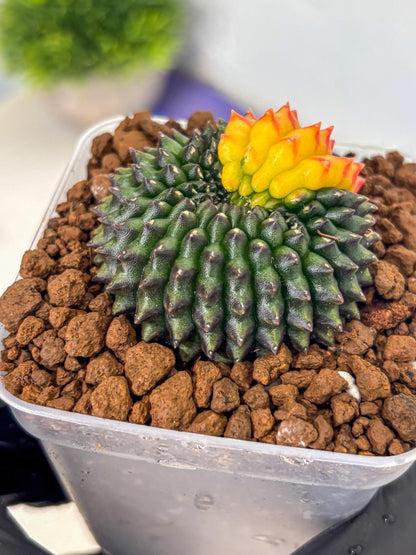 Gymnocalycium Inermis Cristata (gy9) (2) | Variegated Cactus